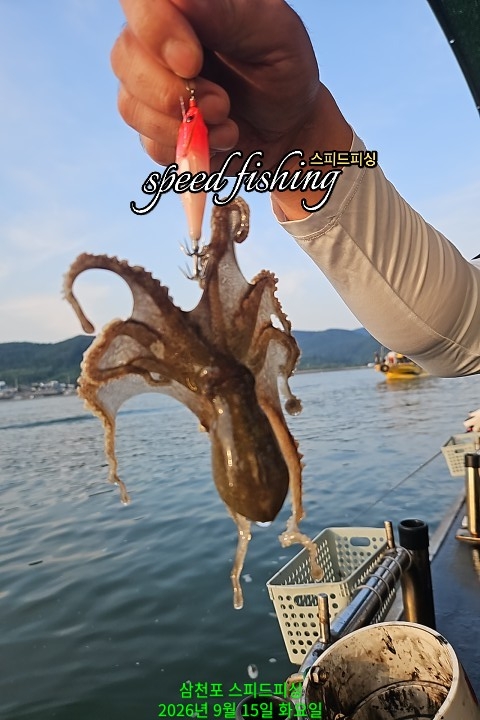 9월 15일 삼천포 주꾸미 선상낚시 조황 현장 사진 3