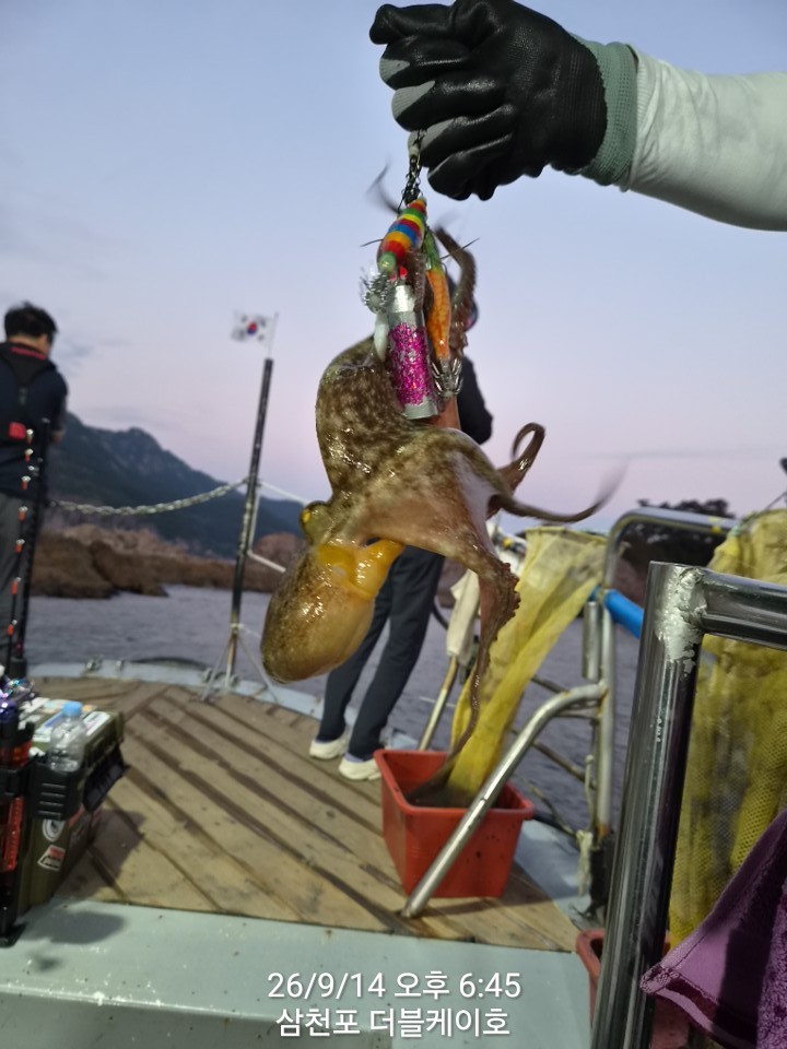 9월 15일 문어 선상낚시 조황 현장 사진 14