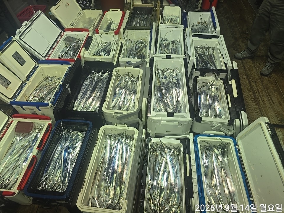 9월 15일 남해 갈치 선상낚시 조황 현장 사진 13