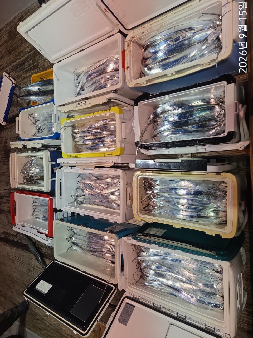 9월 15일 갈치 선상낚시 조황 현장 사진 3