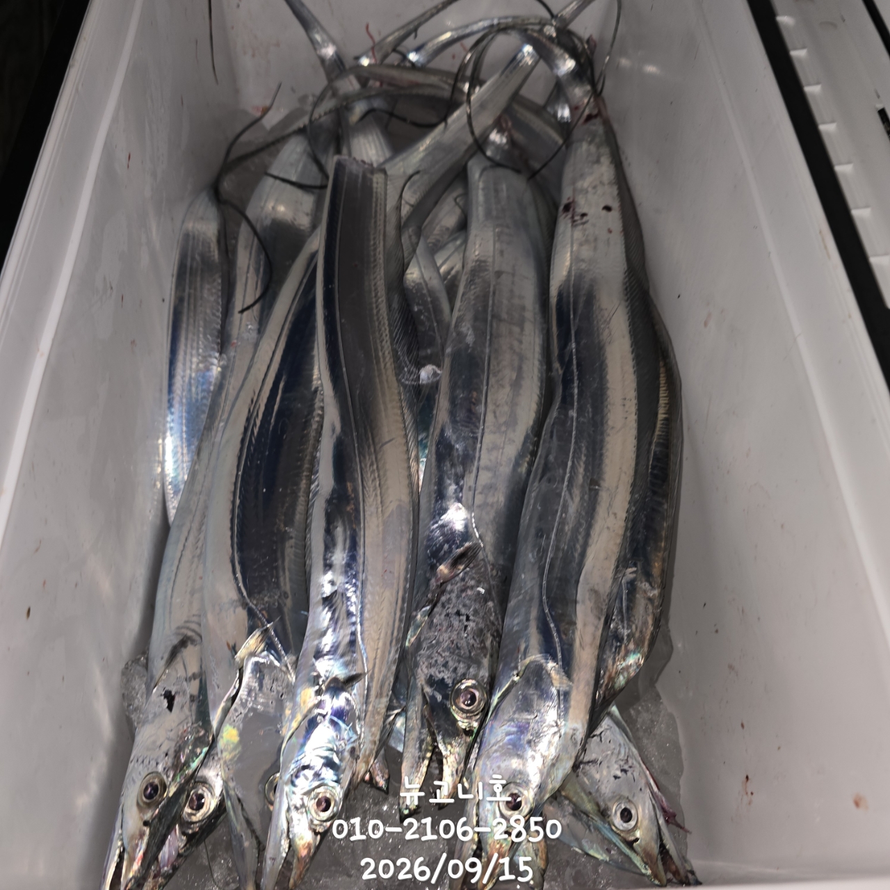 9월 15일 진해 갈치 선상낚시 조황 현장 사진 7