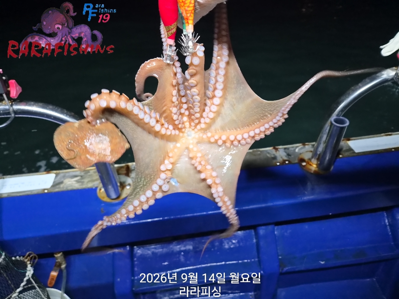 9월 14일 진해 문어 선상낚시 조황 현장 사진 10