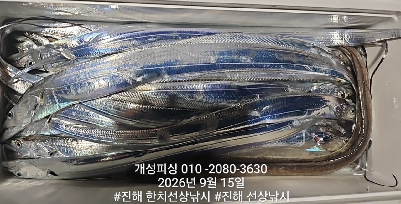 9월 15일 진해 갈치 선상낚시 조황 현장 사진 5
