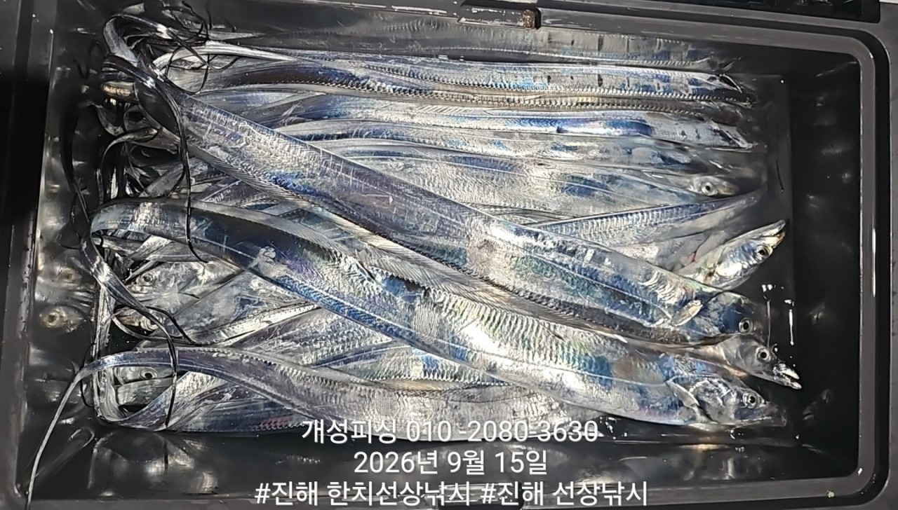 9월 15일 진해 갈치 선상낚시 조황 현장 사진 3