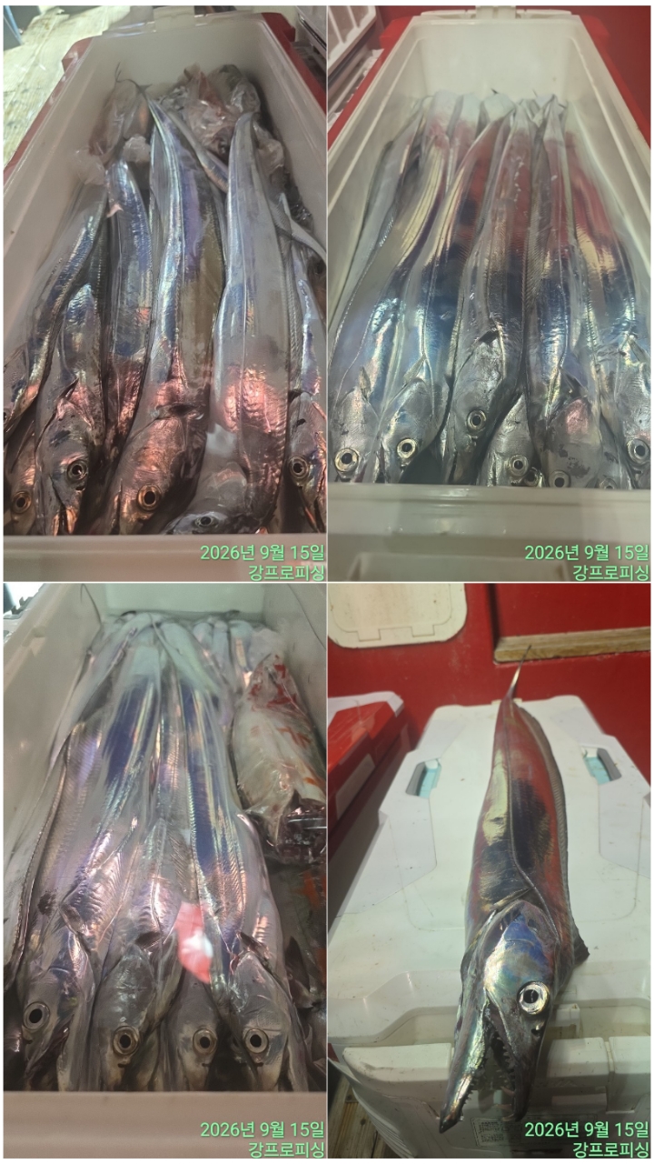 9월 16일 남해 갈치 선상낚시 조황 현장 사진 3