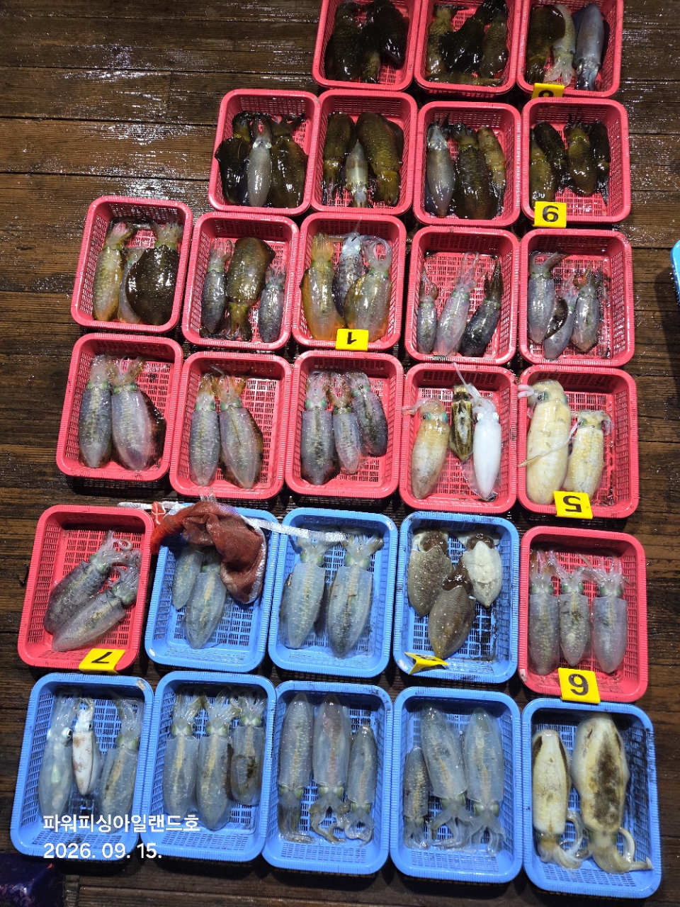 9월 14일 통영 무늬오징어 선상낚시 조황 현장 사진 1