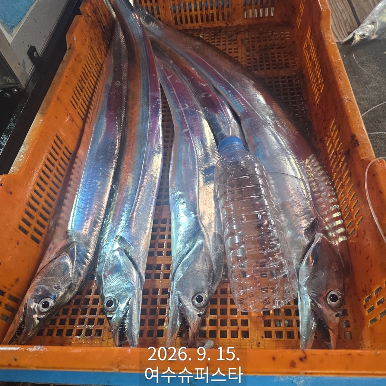 9월 15일 남해 갈치 선상낚시 조황 현장 사진 7