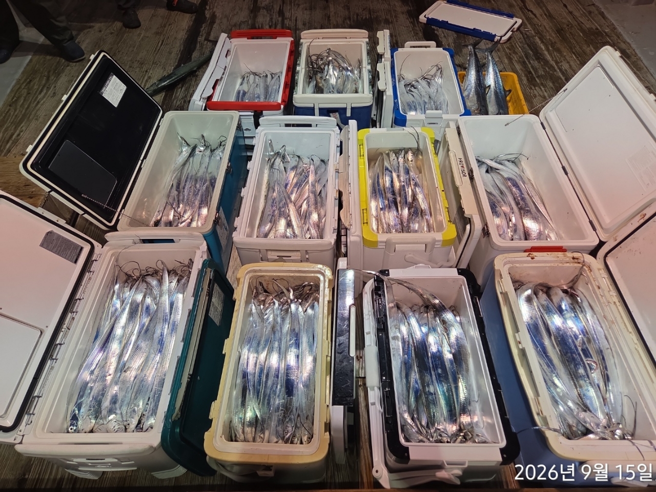 9월 15일 갈치 선상낚시 조황 현장 사진 24
