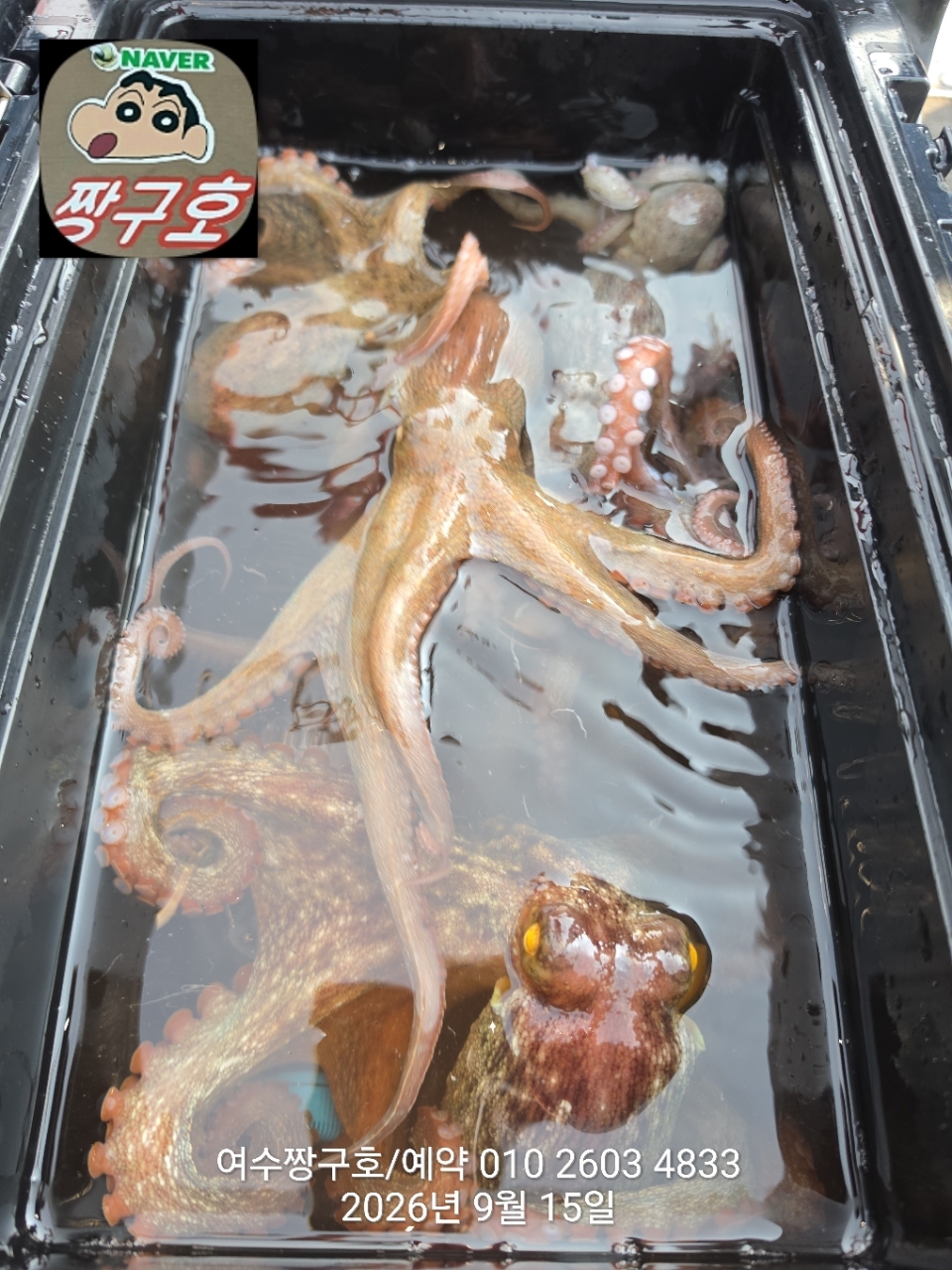 9월 15일 여수 문어 선상낚시 조황 현장 사진 1