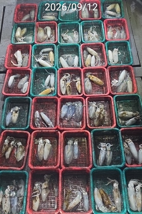 9월 15일 진해 무늬오징어 선상낚시 조황 현장 사진 3