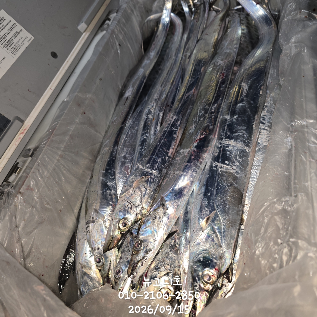 9월 15일 진해 갈치 선상낚시 조황 현장 사진 9