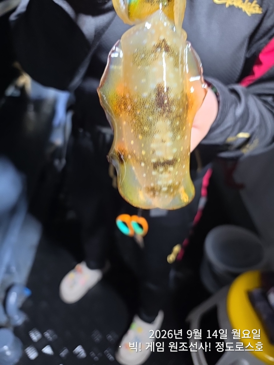 8월 14일 울산 무늬오징어 선상낚시 조황 현장 사진 17