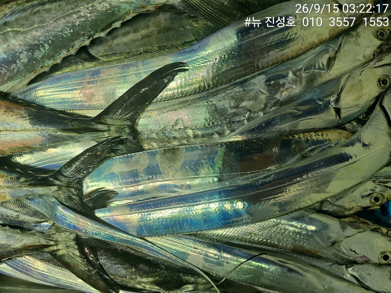 9월 15일 거제 선상낚시 조황 현장 사진 9