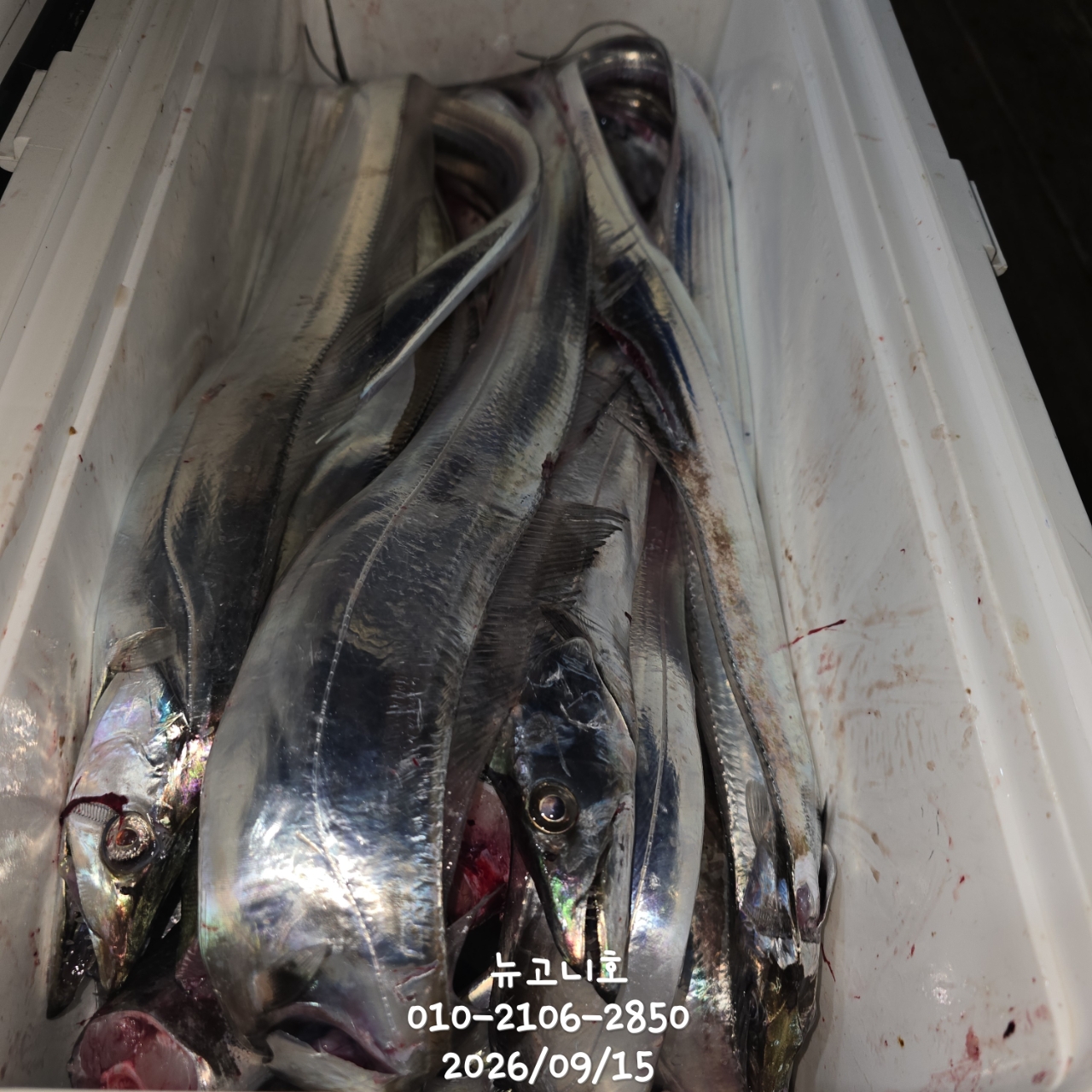 9월 15일 진해 갈치 선상낚시 조황 현장 사진 10