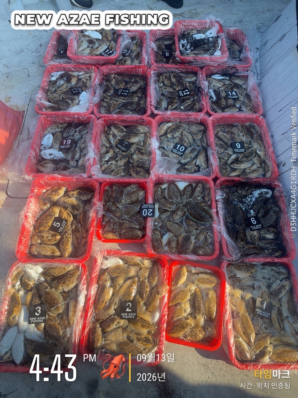 9월 15일 삼천포 갑오징어 선상낚시 조황 현장 사진 1