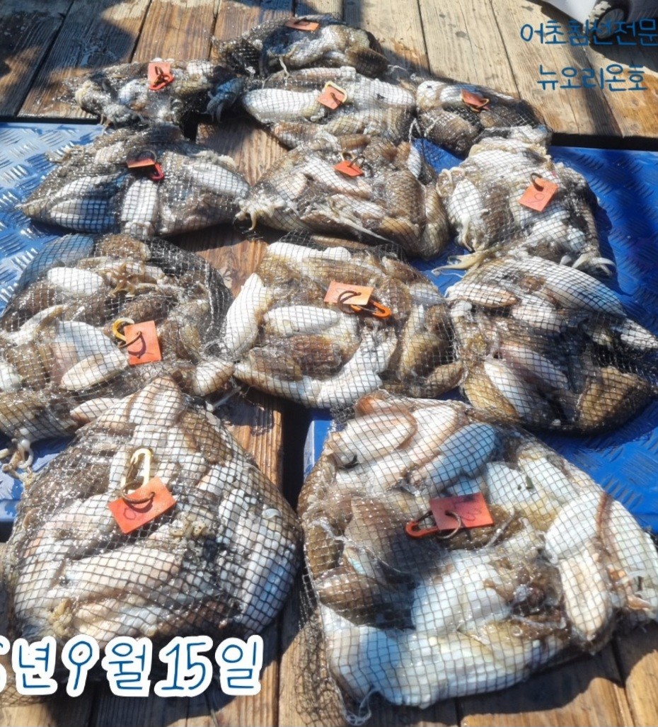 9월 15일 군산 갑오징어 선상낚시 조황 현장 사진 1