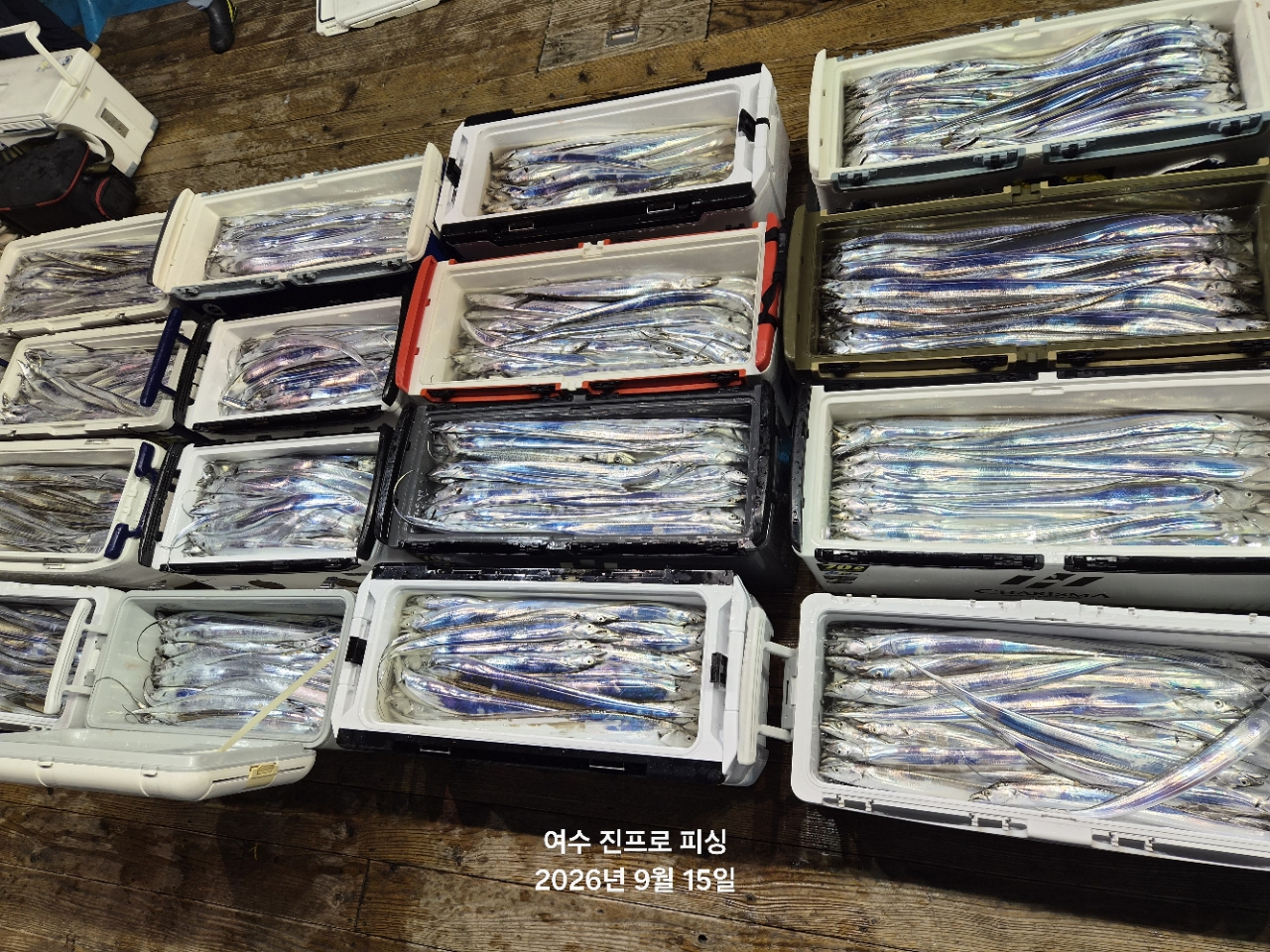 9월 15일 여수 갈치 선상낚시 조황 현장 사진 1