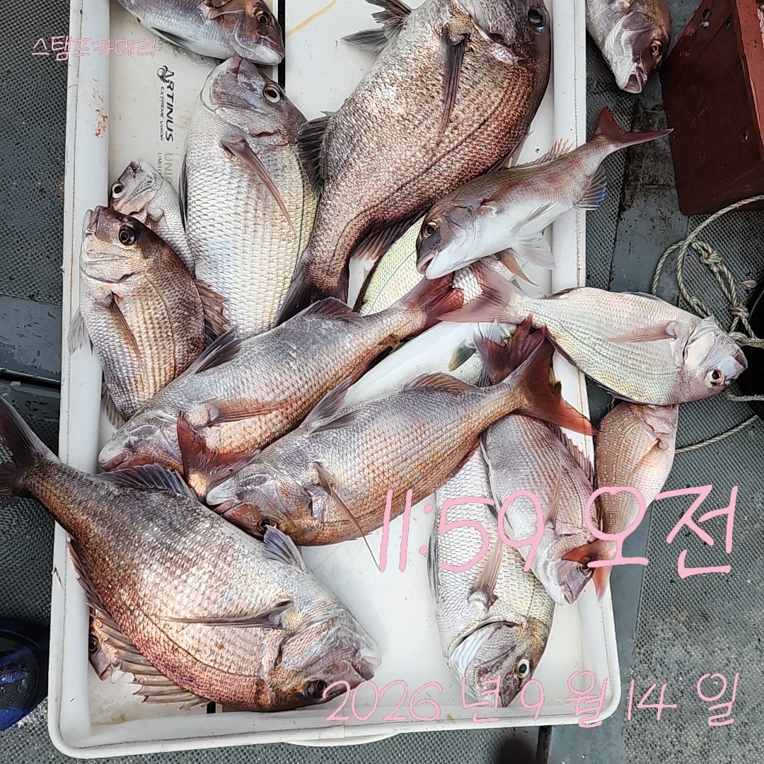 9월 15일 고성 감성돔 선상낚시 조황 현장 사진 4