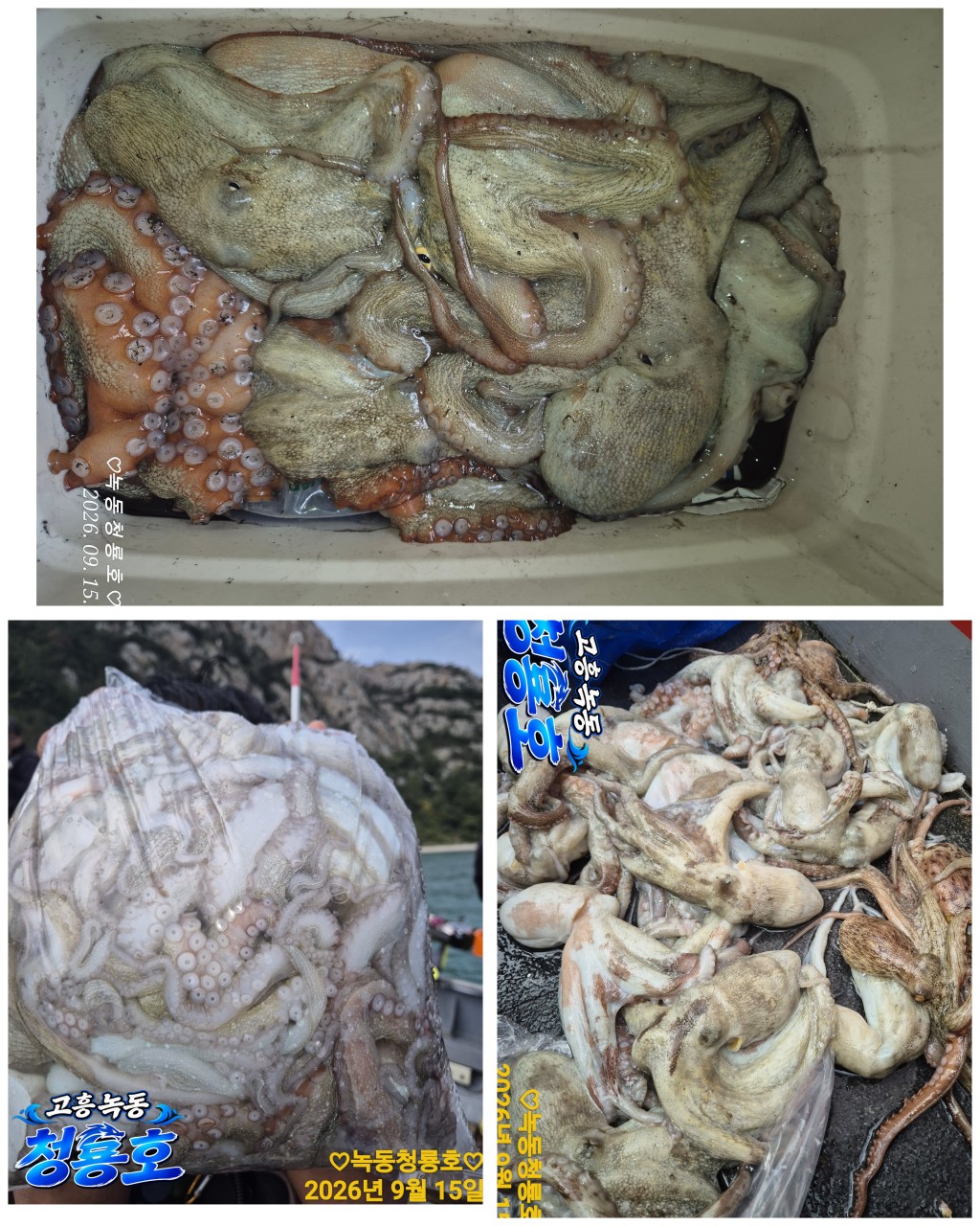 9월 15일 문어 선상낚시 조황 현장 사진 3