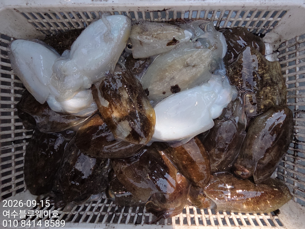 9월 15일 여수 갑오징어 선상낚시 조황 현장 사진 11