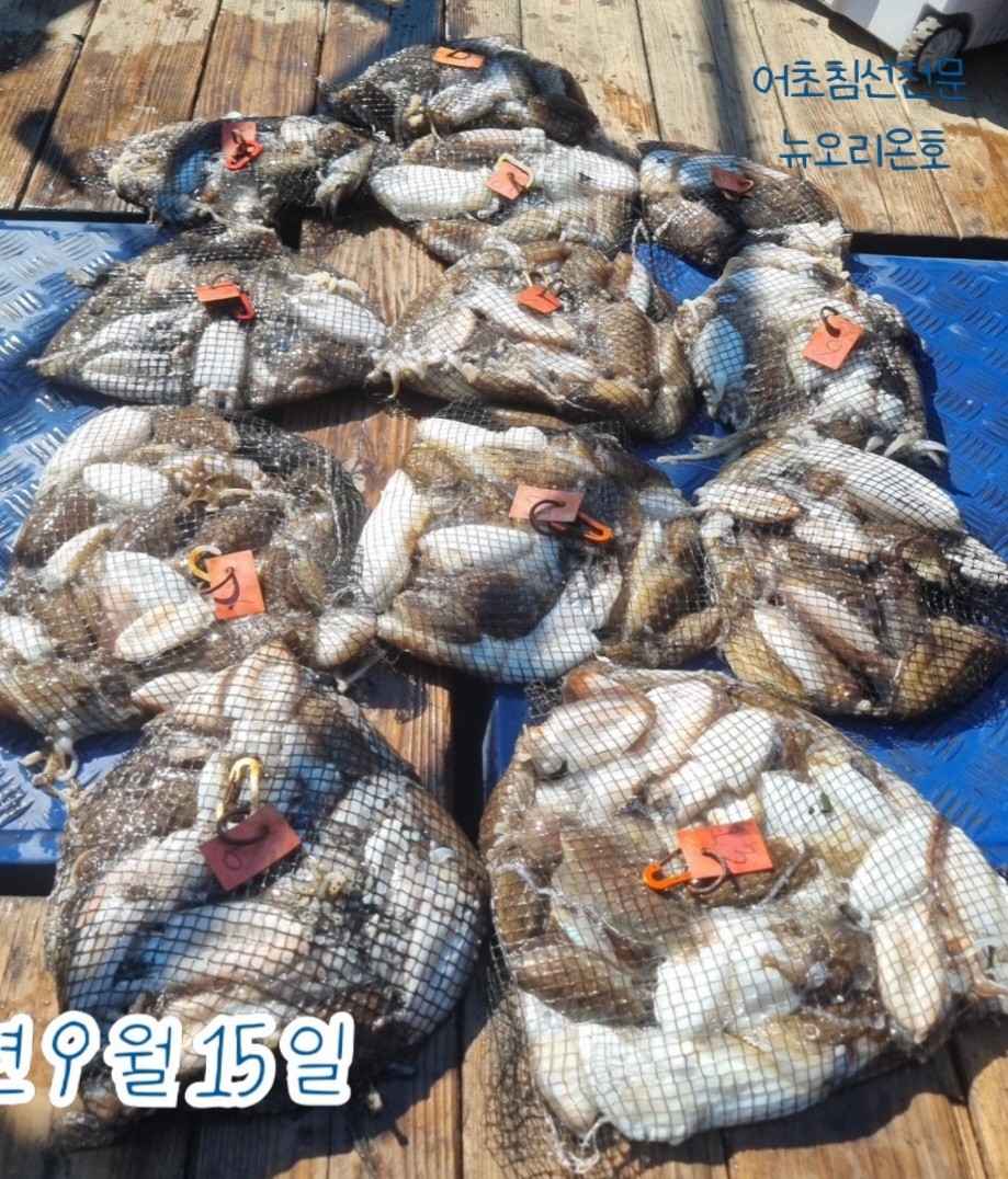 9월 15일 군산 갑오징어 선상낚시 조황 현장 사진 3