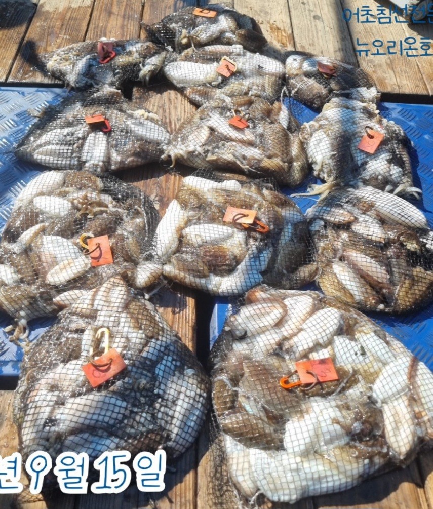 9월 15일 군산 갑오징어 선상낚시 조황 현장 사진 4