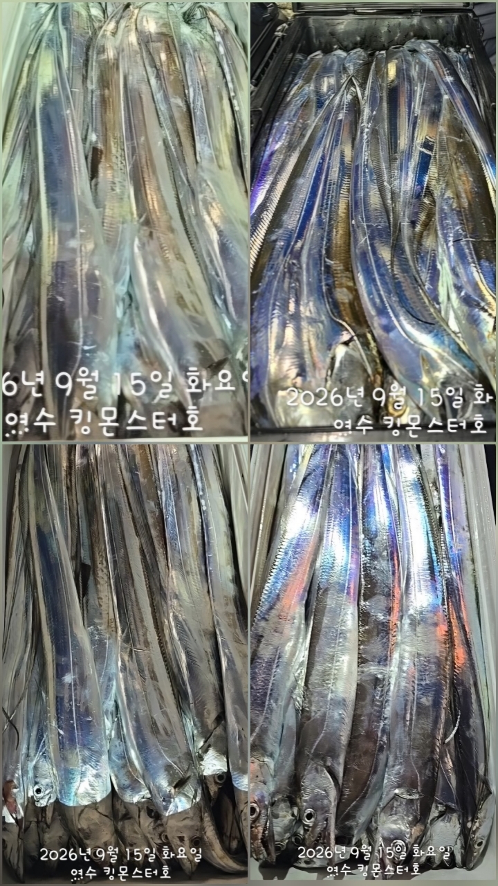9월 15일 갈치 선상낚시 조황 현장 사진 22