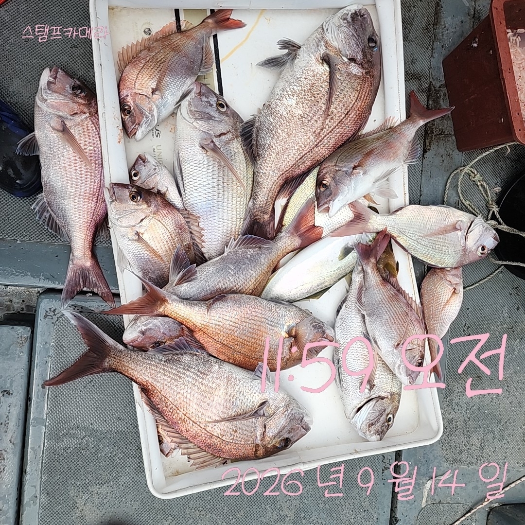 9월 15일 고성 감성돔 선상낚시 조황 현장 사진 2