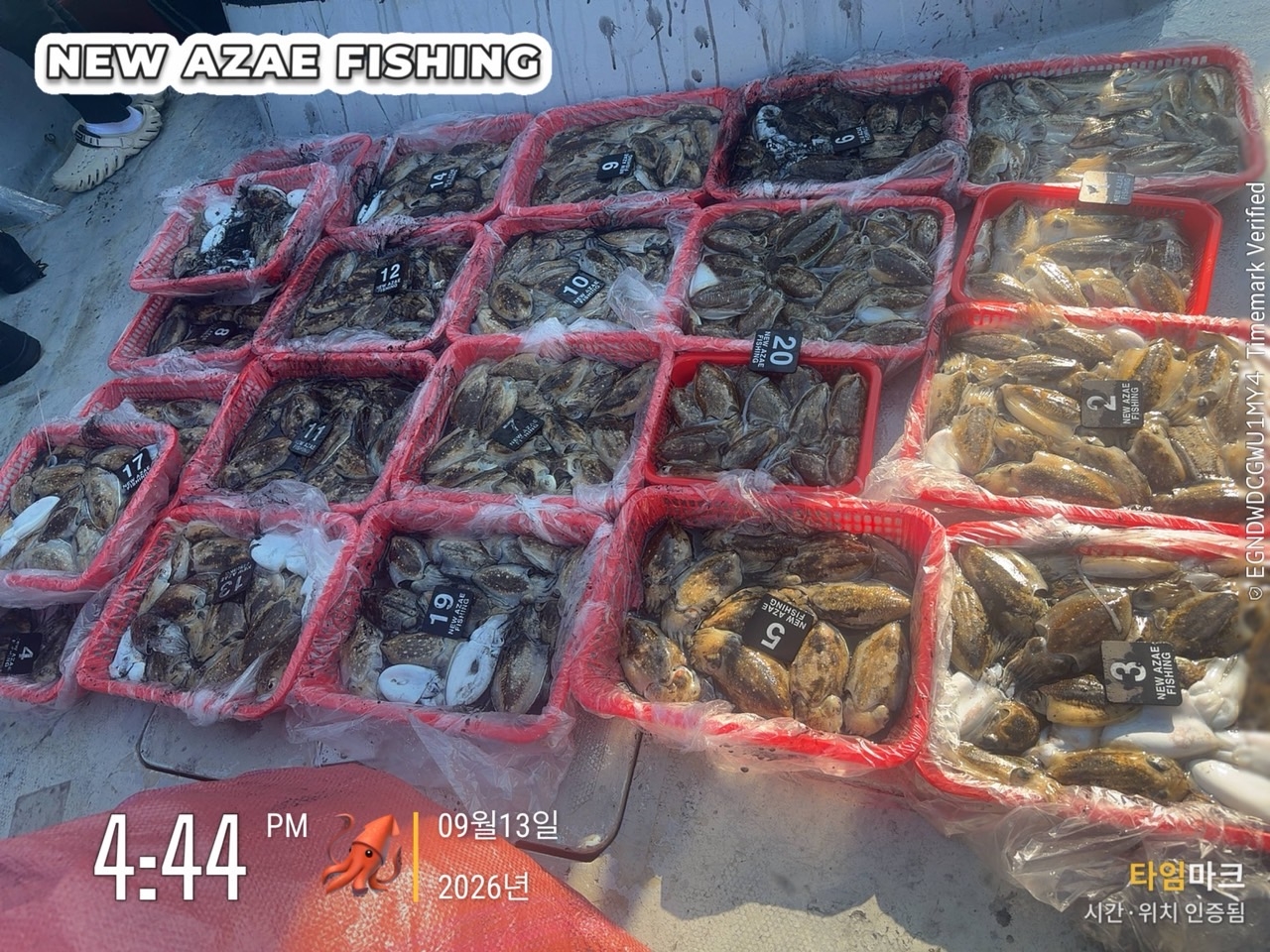 9월 15일 삼천포 갑오징어 선상낚시 조황 현장 사진 2
