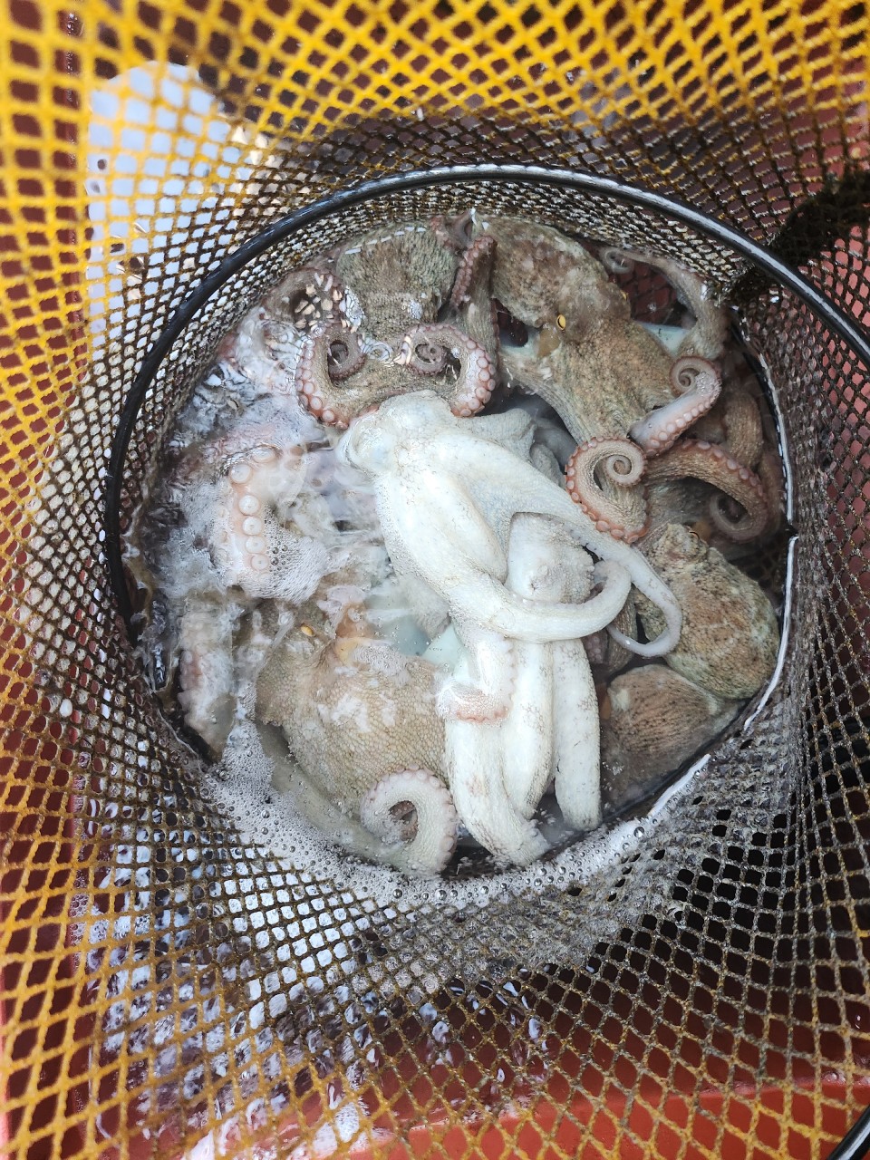 9월 15일 여수 문어 선상낚시 조황 현장 사진 15