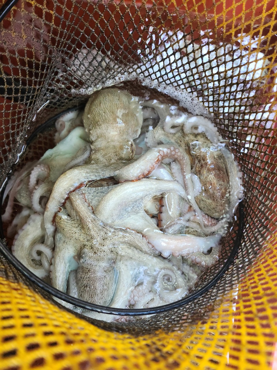 9월 15일 여수 문어 선상낚시 조황 현장 사진 12