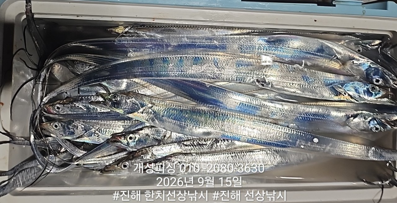 9월 15일 진해 갈치 선상낚시 조황 현장 사진 4