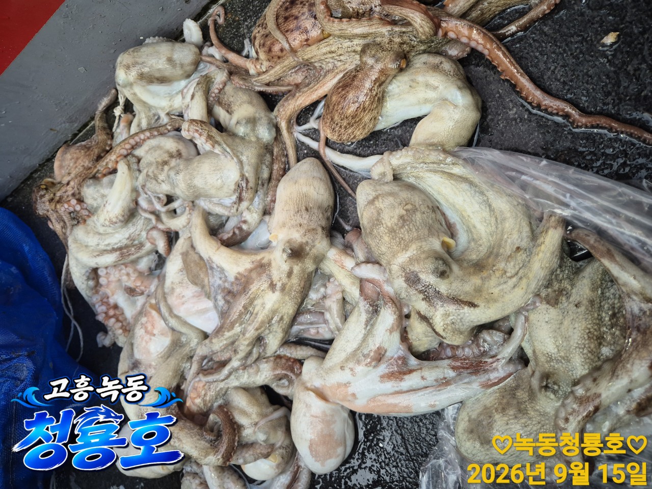 9월 15일 문어 선상낚시 조황 현장 사진 14