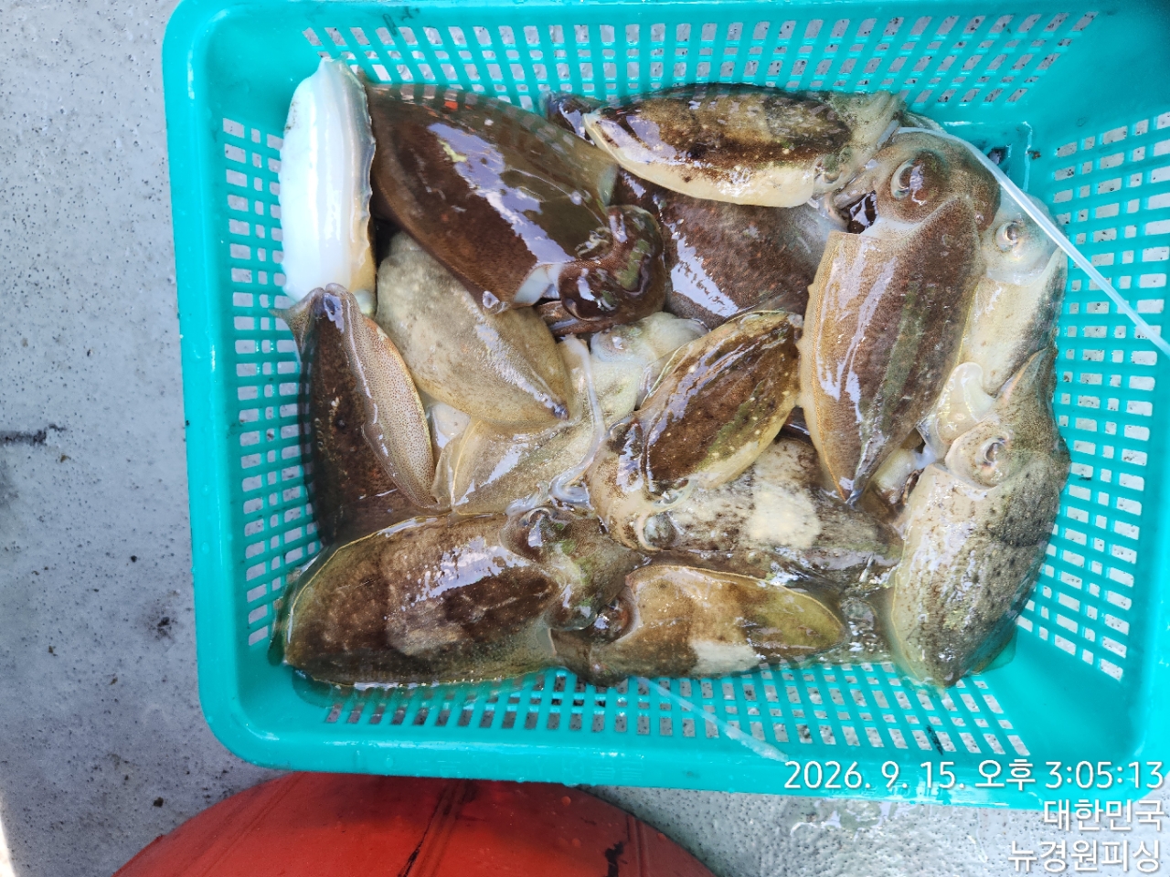 9월 15일 삼천포 갑오징어 선상낚시 조황 현장 사진 2
