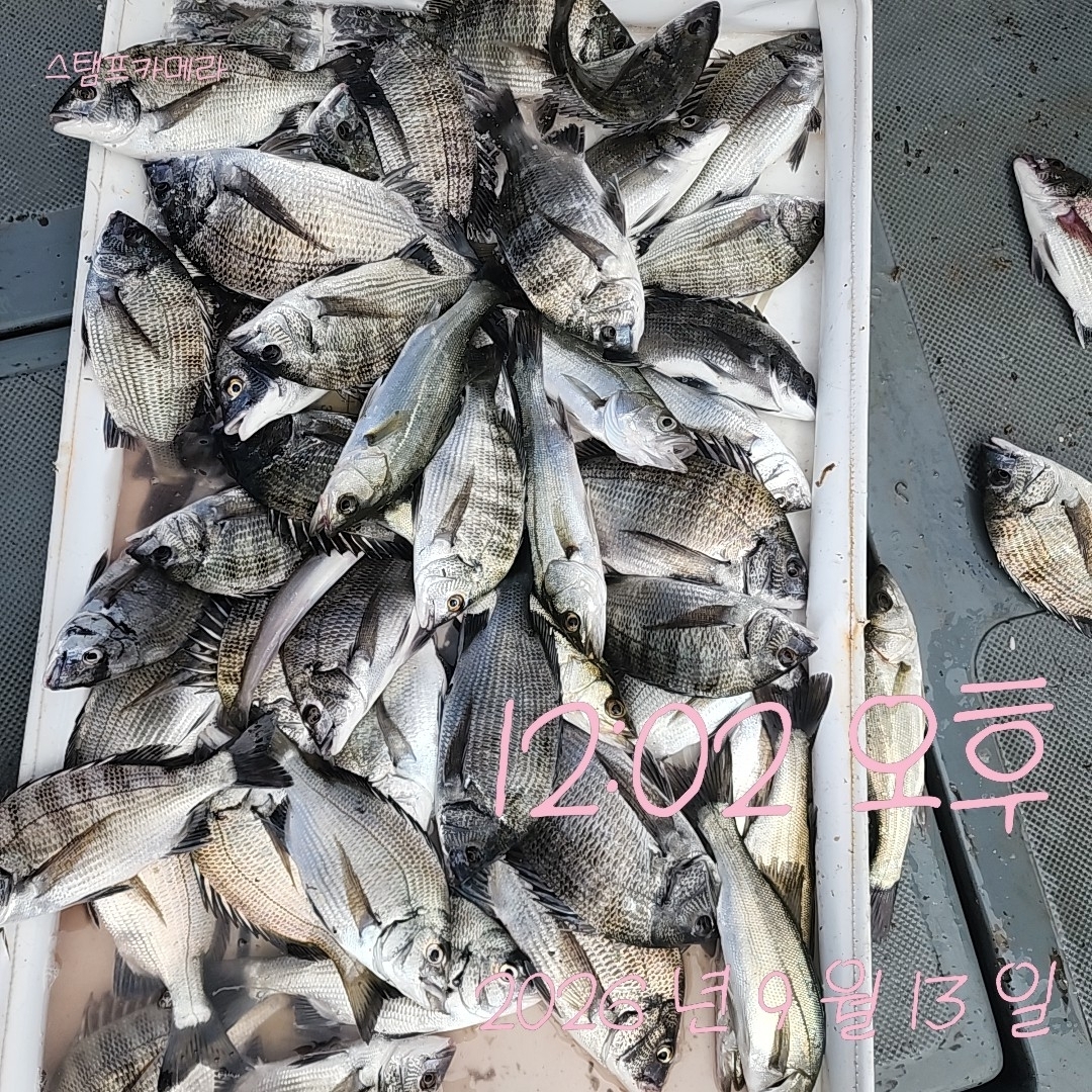9월 15일 고성 감성돔 선상낚시 조황 현장 사진 5