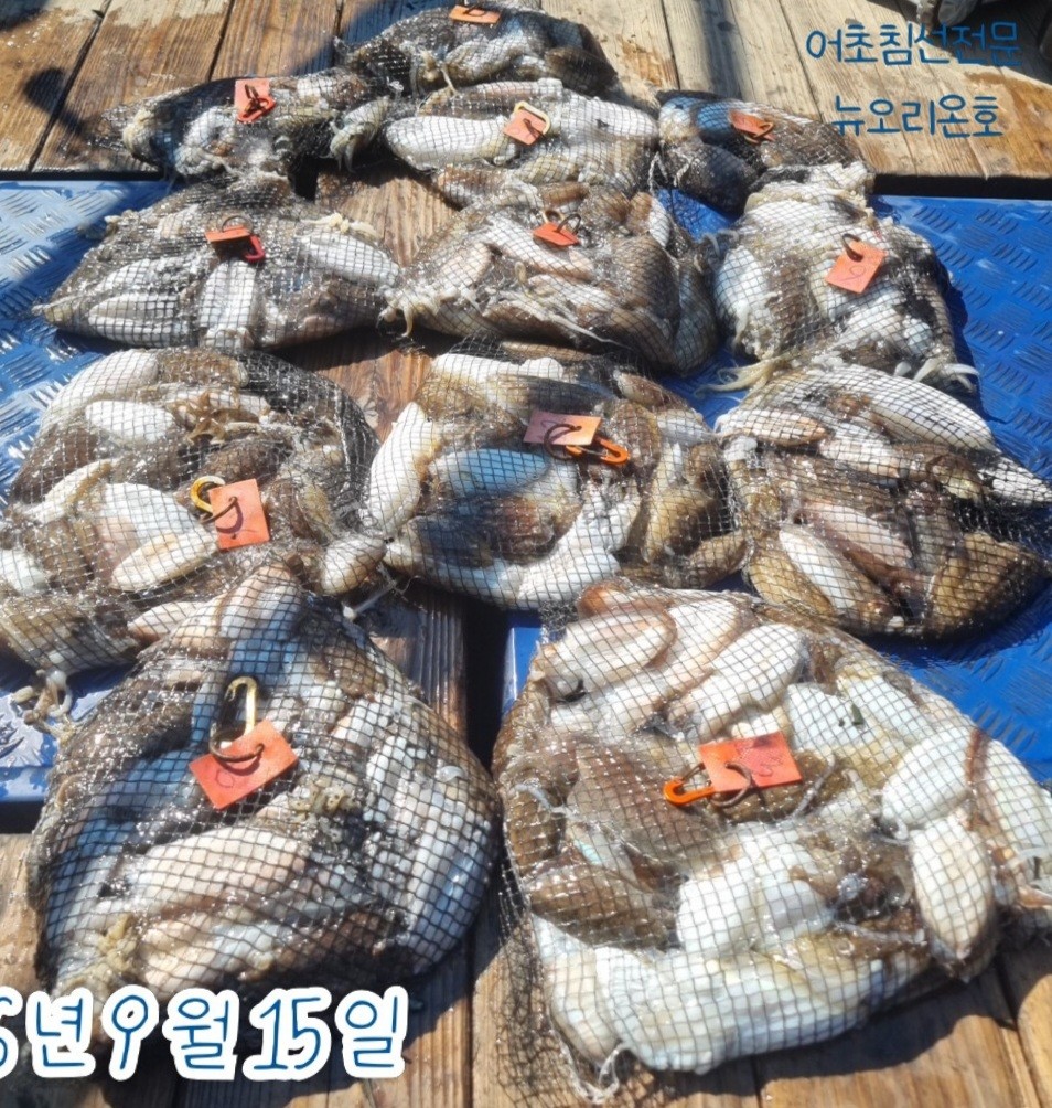 9월 15일 군산 갑오징어 선상낚시 조황 현장 사진 2