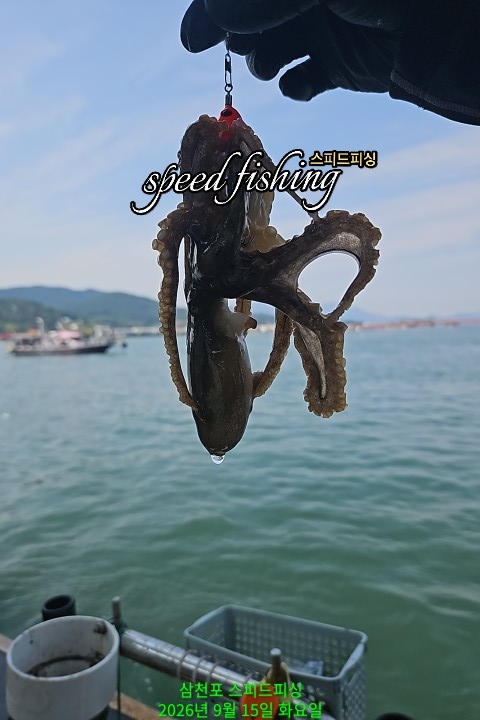 9월 15일 삼천포 주꾸미 선상낚시 조황 현장 사진 10