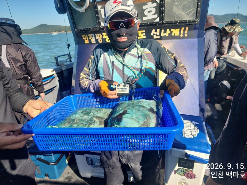 9월 15일 인천 갑오징어 선상낚시 조황 현장 사진 9