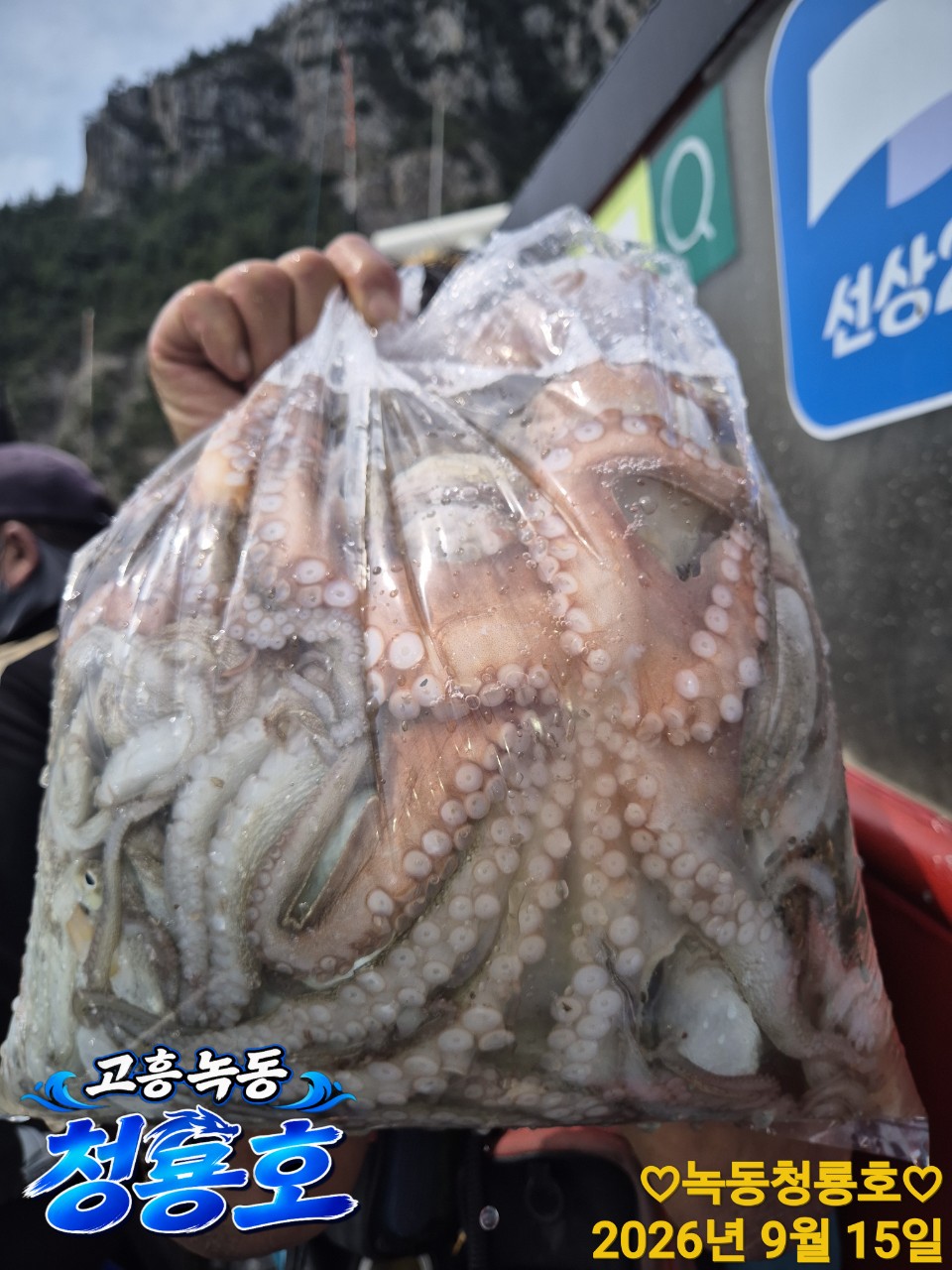 9월 15일 문어 선상낚시 조황 현장 사진 11