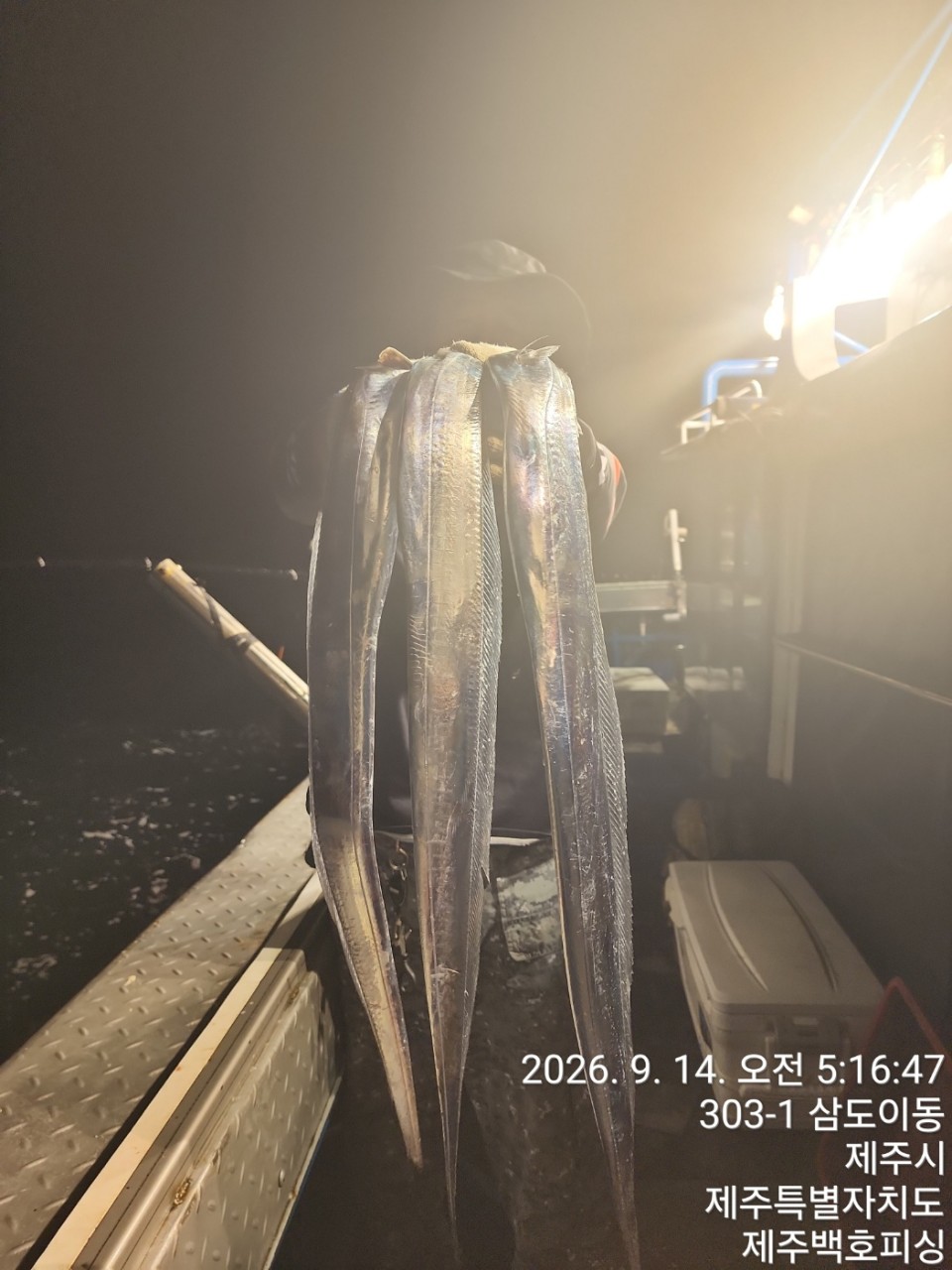 9월 15일 제주 갑오징어 선상낚시 조황 현장 사진 35