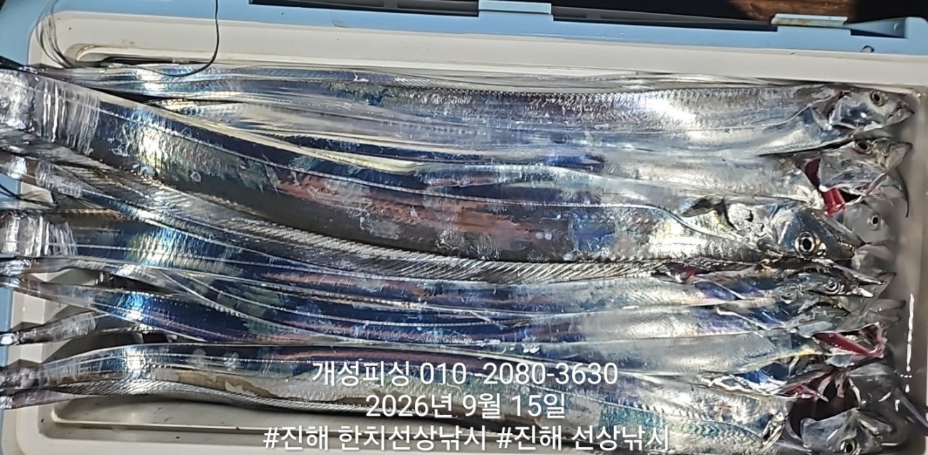 9월 15일 진해 갈치 선상낚시 조황 현장 사진 6