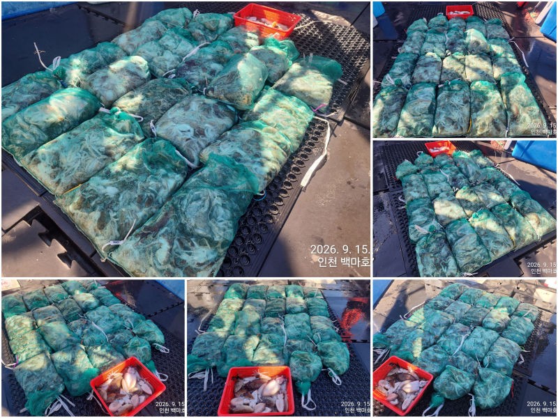 9월 15일 인천 갑오징어 선상낚시 조황 현장 사진 1