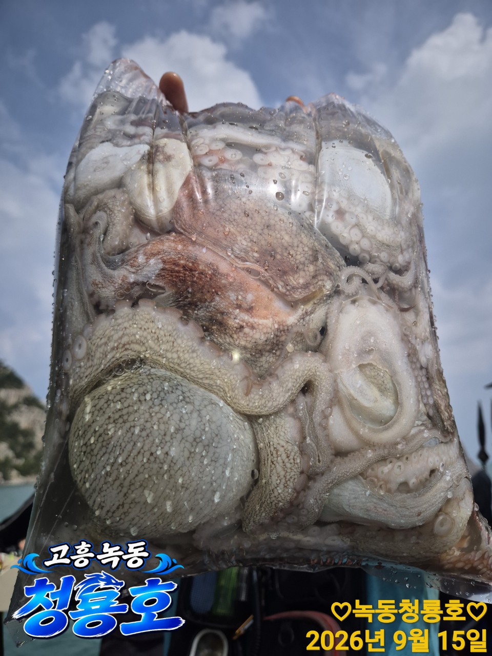 9월 15일 문어 선상낚시 조황 현장 사진 5