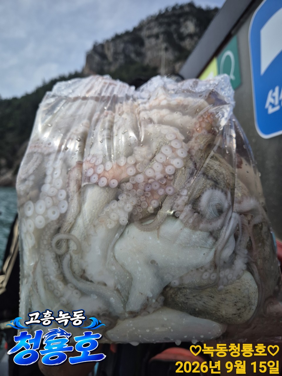9월 15일 문어 선상낚시 조황 현장 사진 9