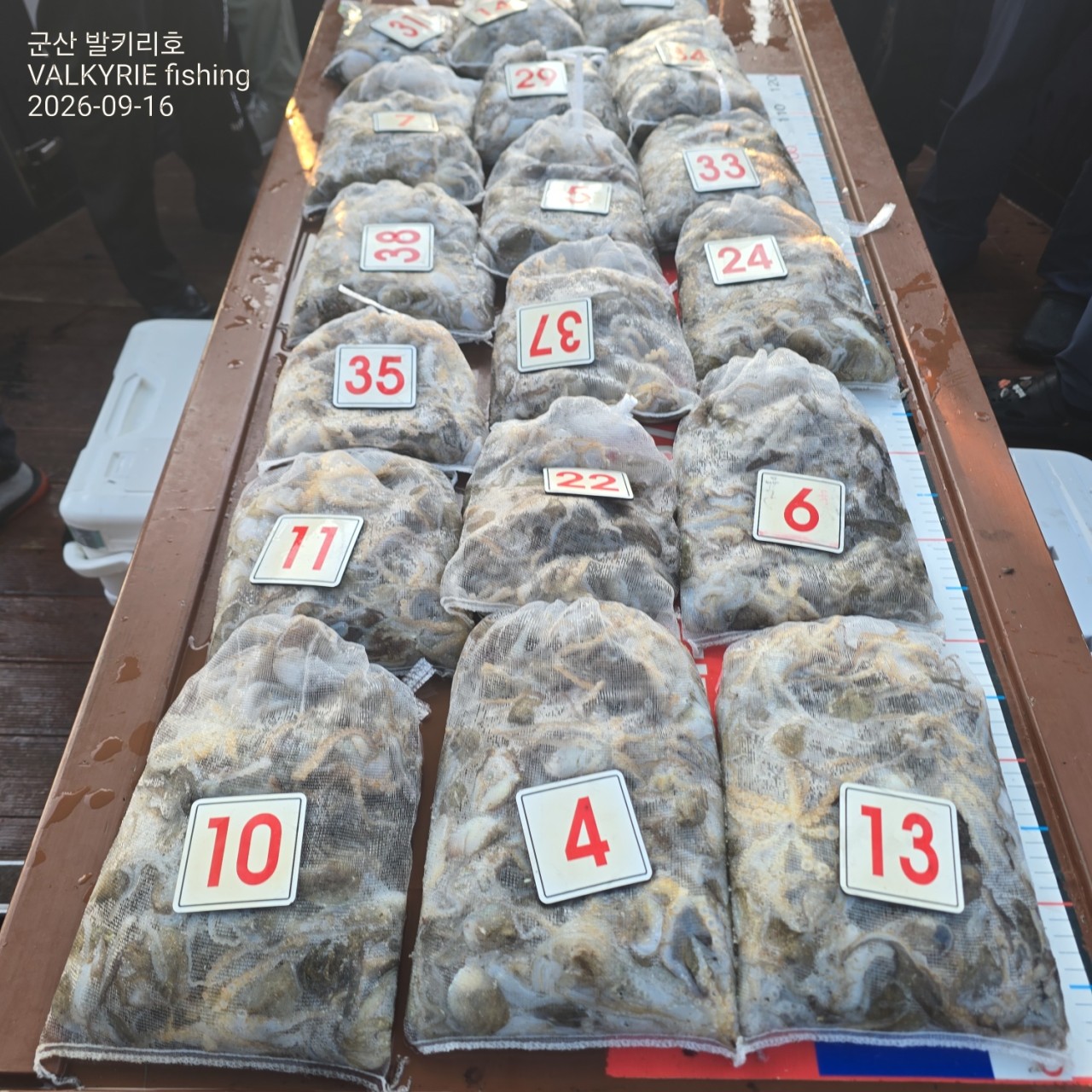 9월 16일 군산 주꾸미 선상낚시 조황 현장 사진 2