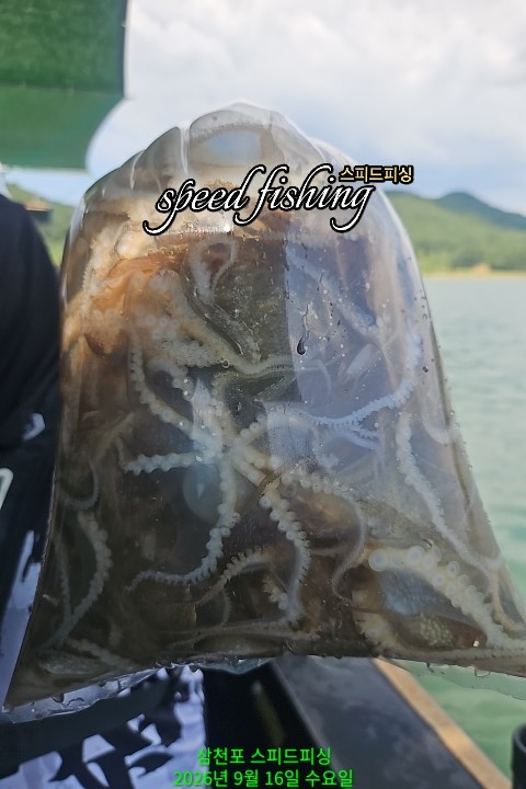 9월 16일 삼천포 주꾸미 선상낚시 조황 현장 사진 2