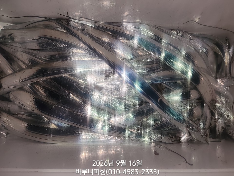 9월 15일 갈치 선상낚시 조황 현장 사진 7
