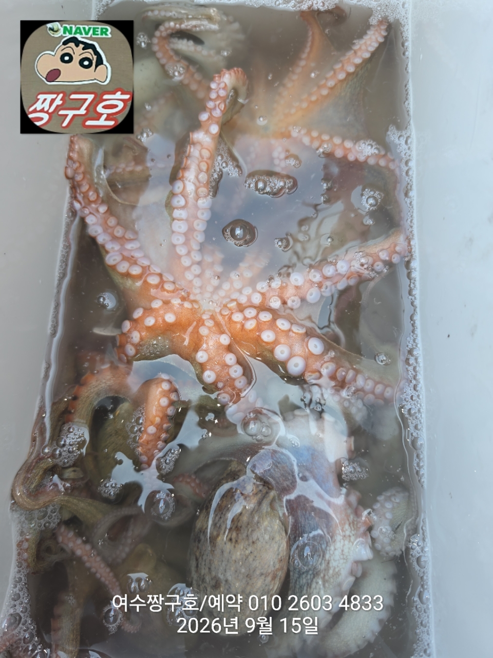 9월 15일 여수 문어 선상낚시 조황 현장 사진 17