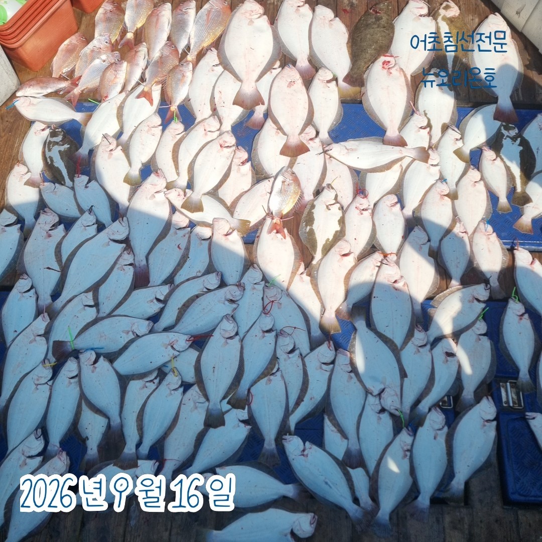 9월 16일 군산 주꾸미 선상낚시 조황 현장 사진 4