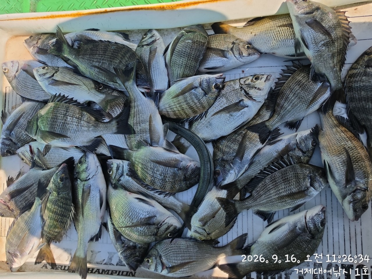 ����ڰ� �ø� �̹���